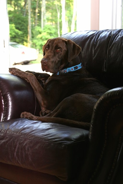 harley3.jpg - This is Harley by brother-in-law's chocolate lab